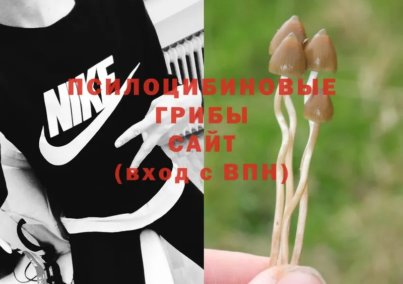 Галлюциногенные грибы MAGIC MUSHROOMS  где можно купить наркотик  Каменск-Шахтинский 